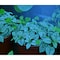 Miracle Led Hydroponics 4-Socket LED Blue Spectrum Grow Kit 603783 - alternate 3